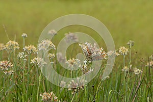 Prairie Flowers