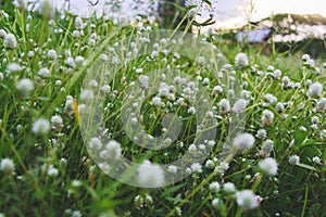 Prairie flowers