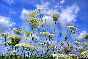 Prairie flowers against blue sky