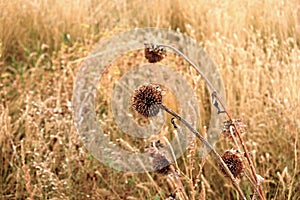 Beautiful prairie flowers endear the viewer