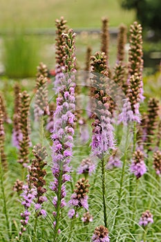 Prairie Gay Feather