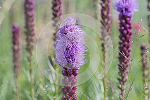 Dense blazing star Liatris spicata, flowering purple in the prairie photo