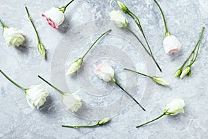 Prairie Gentian Flowers on gray Stone Background flat lay arrangement