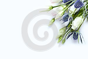 Prairie Gentian and Sea Holly Flowers on white paper background for invitations or greeting cards