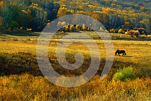 The prairie gold yellow autumn