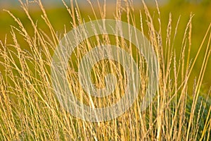 Prairie Grass