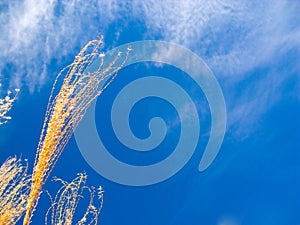 Prairie grass blue sky background