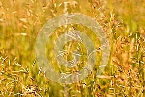 Prairie grass closeup