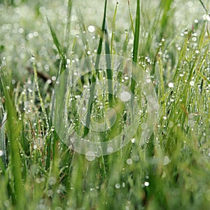 Prairie grass covered with dew