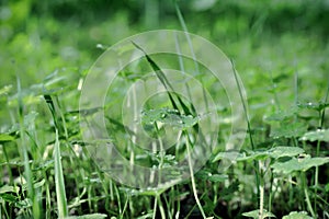 Prairie grass covered with dew