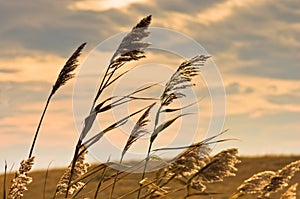 Prairie grass on a dry terrain against dark sky and rainy clouds