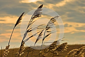 Prairie grass on a dry terrain against dark sky and rainy clouds