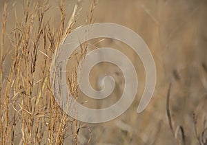 Prairie Grass Growing