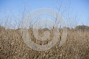 Prairie Grass Growing