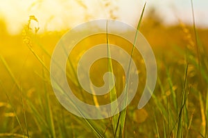 prairie grass in light of evening sun