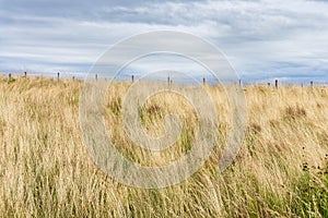 Prairie Grass At Park 2