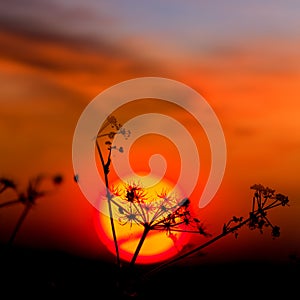 Prairie grass silhouette on dramatic sunset background