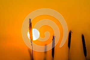 prairie grass stem silhouette on red sunset background