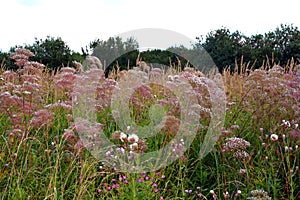 Prairie grasses grow in the open air. Wildflowers against a blue sky and white clouds. Beautiful natural summer landscape in the