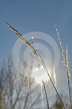 Prairie Grasses with Sun Shining