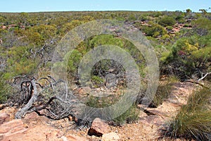prairie at hawks head - kalbarri - western australia
