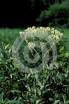 Prairie Indian Plantain    22039