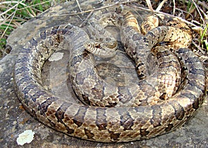 Prairie Kingsnake, Lampropeltis calligaster