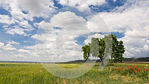 Prairie in La Noguera