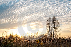 Prairie landscape with grasses, meadows, trees and blue sky with white clouds in sunset