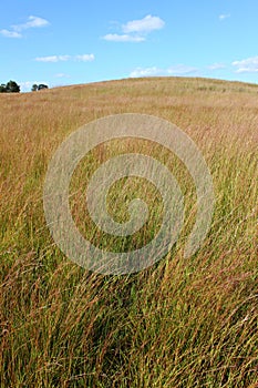 Prairie Landscape Illinois