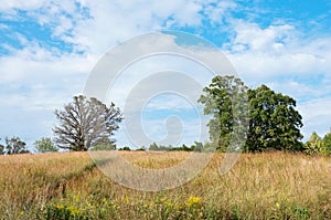 Prairie Landscape and Oak Trees photo