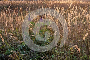 Prairie landscape with tallgrass, meadows in sunset photo