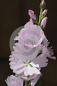 Prairie Mallow (Sidalcea Cultorum)