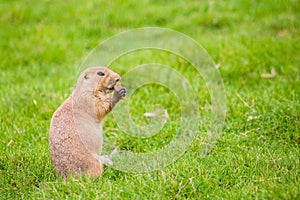 Prairie Marmot feeding