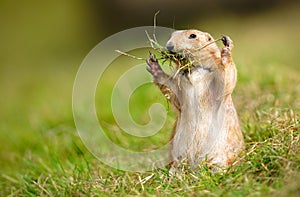 Prairie Marmot Gathering Twigs