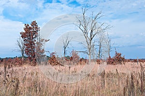 Prairie and Oak Savanna Habitat