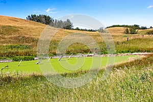 A prairie pond that is covered in bayroot