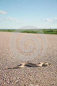 Prairie Rattler