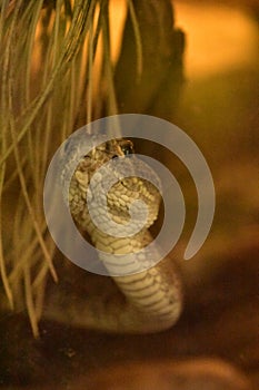 Prairie Rattler Snake with its Head Raised