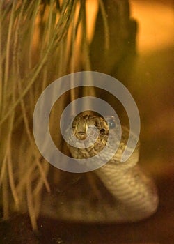 Prairie Rattler Snake with its Head Raised