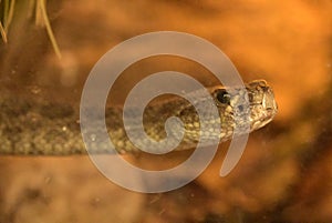 Prairie Rattler Snake Stretching Out its long Neck