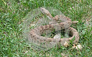 Prairie Rattlesnake
