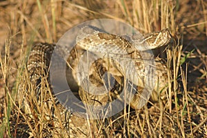 Prairie Rattlesnake