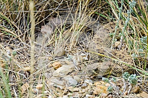 Prairie Rattlesnake