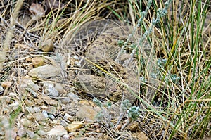 Prairie Rattlesnake