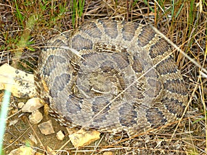 Prairie Rattlesnake Crotalus viridis