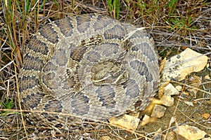 Prairie Rattlesnake (Crotalus viridis) photo