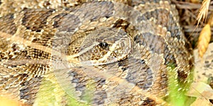 Prairie Rattlesnake (Crotalus viridis)