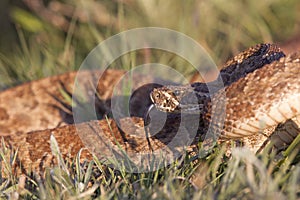 Prairie Rattlesnake with tongue out