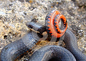 Prairie Ringneck Snake, Diadophis punctatus arnyi